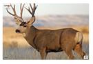 Birchwood Casey Eze-Scorer 23" x 35" Mule Deer Paper Target