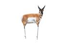 Montana Decoy Antelope Buck Decoy
